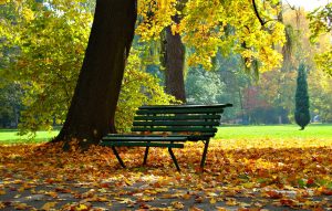 Park bench in the fall